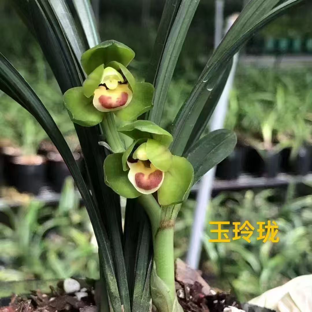 带花苞寒兰新品色花【红花纯素】浓香老品种兰花室内外花卉大全 - 图3