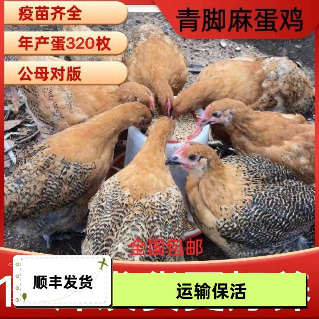 1.5斤麻羽鸡产蛋王2斤鸡活苗正宗农家散养半大绿壳蛋母鸡土鸡小鸡,淘宝优惠券,粉丝福利购,淘宝优惠卷