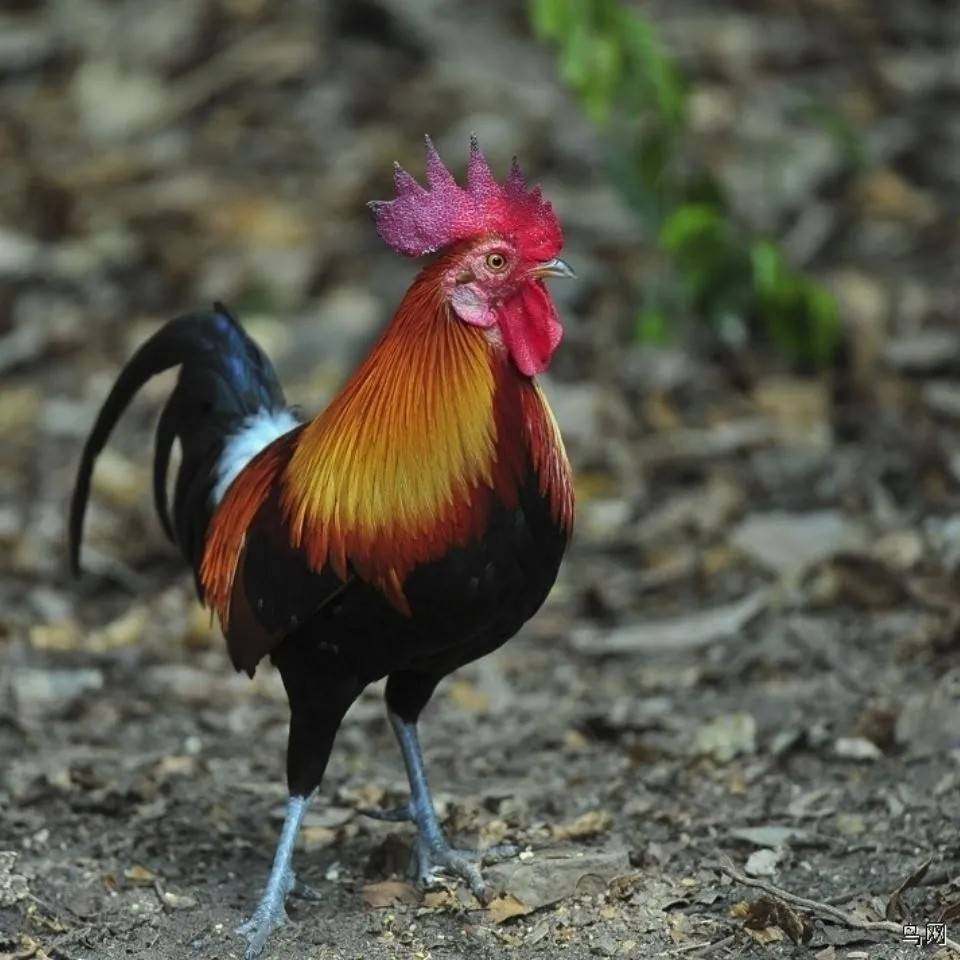 纯种云南矮脚茶花鸡幼苗活苗小鸡白耳红耳二代原鸡半斤左右半大鸡,淘宝优惠券,粉丝福利购,淘宝优惠卷