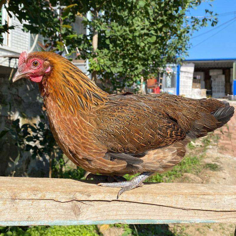 纯种云南矮脚茶花鸡幼苗活苗小鸡白耳红耳二代原鸡半斤左右半大鸡,淘宝优惠券,粉丝福利购,淘宝优惠卷