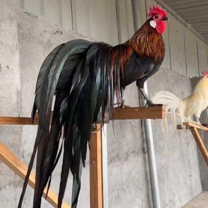 正宗半斤长尾鸡苗脱温三色麻长尾凤鸡观赏鸡白鸡长尾鸡黄金鸡活苗,淘宝优惠券,粉丝福利购,淘宝优惠卷