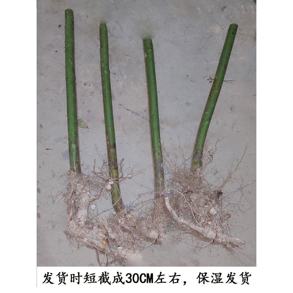 掌叶覆盆子苗 农资试种果树苗 南方种植 盆栽地栽 庭院水果树莓苗 - 图1