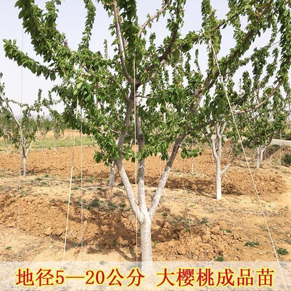 樱桃树苗大车厘子苗盆栽地栽庭院嫁接果树南方北方种植树当年结果-图1