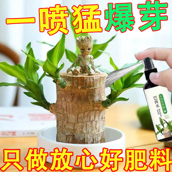 新款巴西木营养液专用肥料幸运木水培促爆芽防黄叶四季生根液体肥-图2