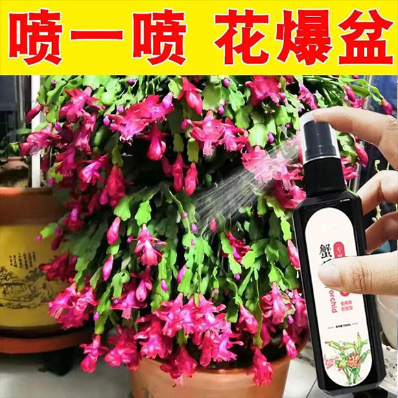 【爆花王】蟹爪兰专用营养液防干瘪黄叶催开花延长花期壮根促苗肥 - 图2