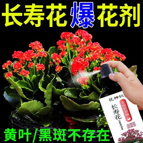 【一喷就开】长寿花专用肥促开花治黄叶增花蕾延花期花多多营养液 - 图0