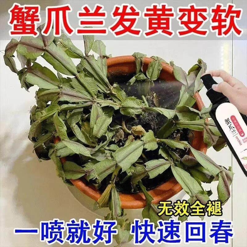 蟹爪兰专用营养液蟹爪兰开花专用肥养蟹爪兰专用肥花肥盆栽肥料