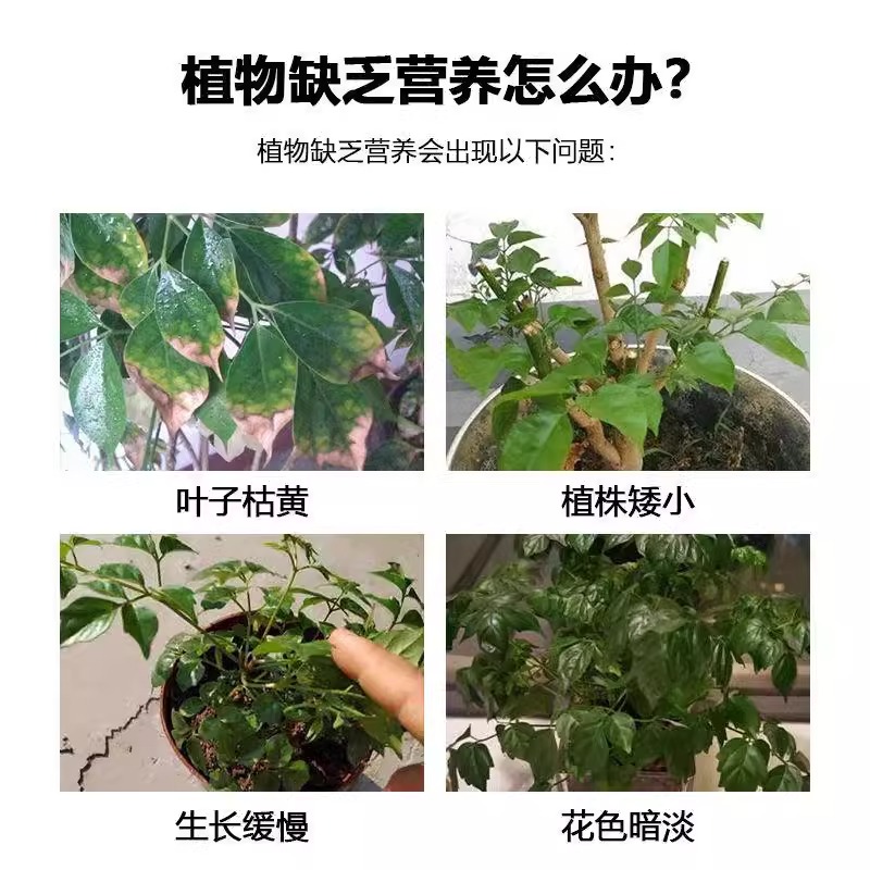 【四季绿叶】幸福树专用营养液急救复活掉叶黄叶肥料专用肥免稀释 - 图1