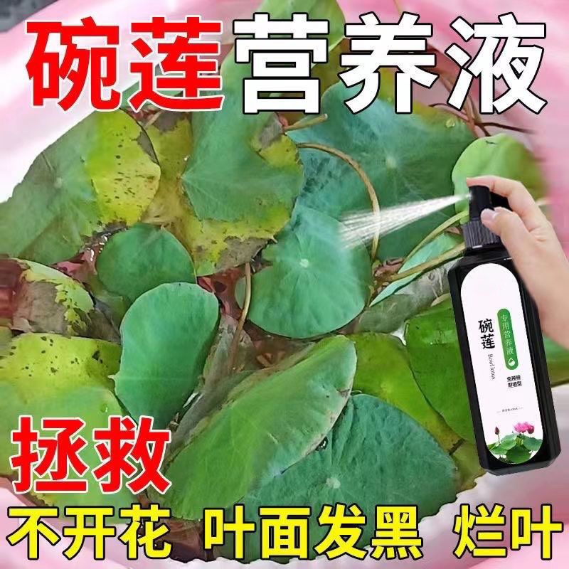 碗莲营养液睡莲荷花盆栽生根催发芽促开花水溶肥水培绿植专用肥料