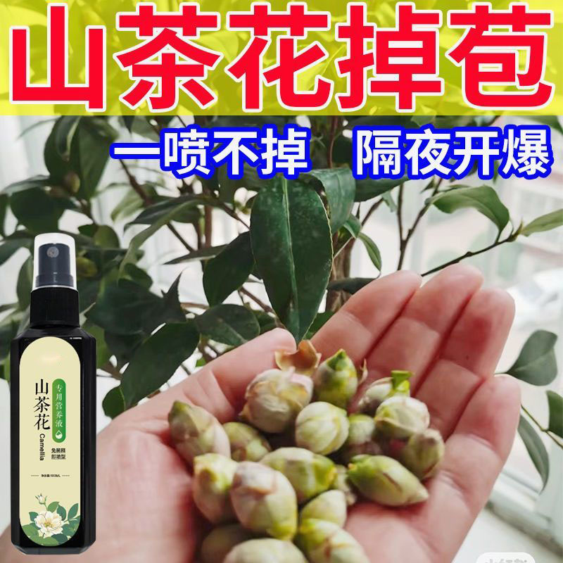 【急救】山茶花营养液防黄叶干尖掉花苞催花促花免稀释专用叶面肥 - 图1