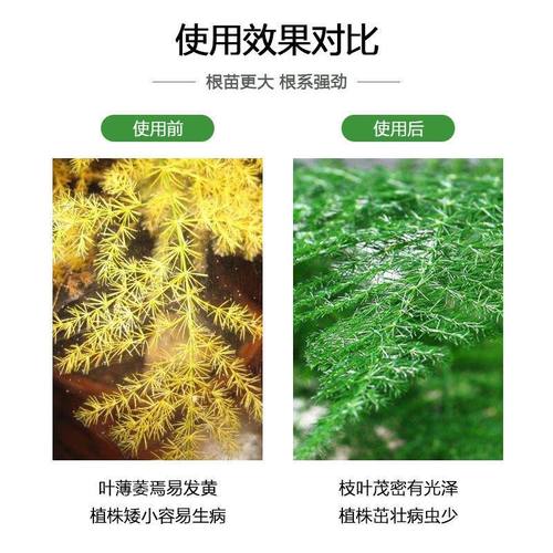 【四季爆芽】文竹专用肥营养液治叶子发黄枯瘦干尖烂根落叶促生长 - 图1