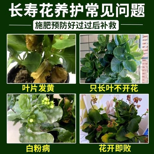 【一喷就开】长寿花专用肥促开花治黄叶增花蕾延花期花多多营养液 - 图2