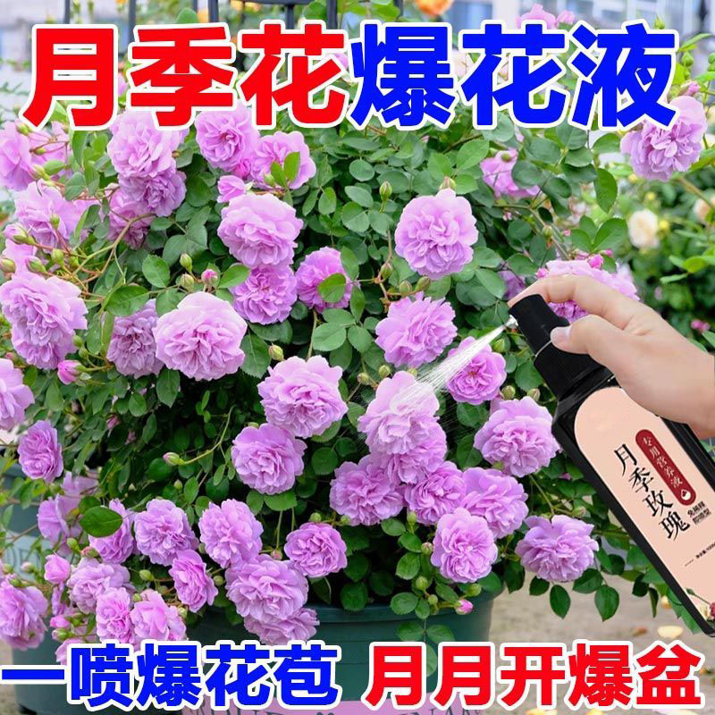 月月开花月季玫瑰专用营养液防黄叶不开花催花爆花发新芽专用肥