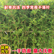 Courtyard Landscape Bamboo Sapling Seasons Evergreen Bamboo Courtyard Green Bamboo Purple Bamboo Gold Inlaid Jade Gold Bamboo North Side Cold Resistant