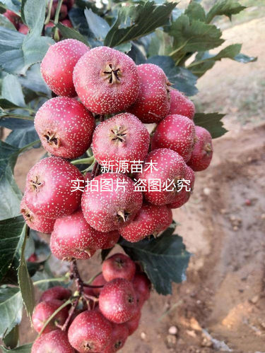 嫁接美国巨型山楂树苗晚熟特大果无籽甜山楂苗南北方当年结果树苗 - 图0