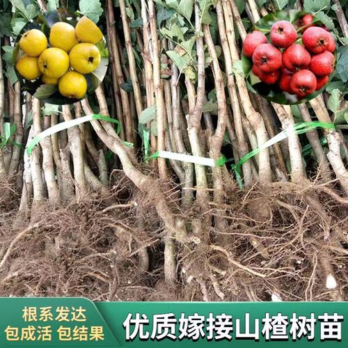 山楂树苗嫁接苗大五棱山楂树活苗南方北方种植庭院盆栽地栽果树苗 - 图2