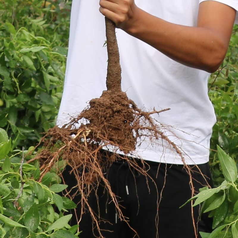 嫁接枣树苗特大新品种牛奶大青枣贵妃枣苗南北方种植盆栽地栽庭院 - 图2