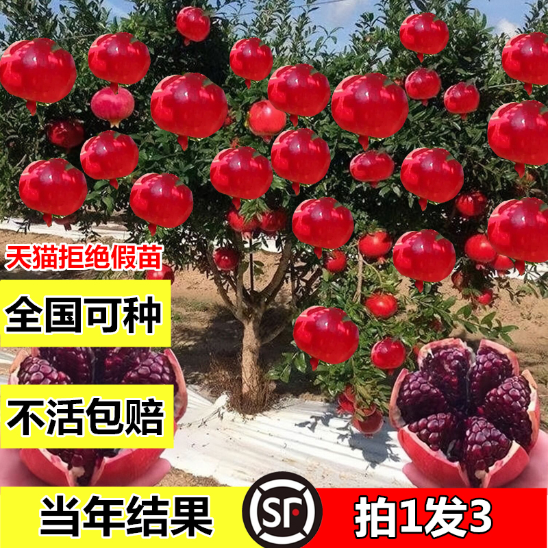 石榴树苗番石突尼斯软籽无子四季庭院盆景栽特大甜带土石榴果树苗 - 图0