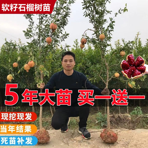 石榴树树苗突尼斯软籽盆栽地栽庭院果树南北方种植特大石榴果树苗 - 图0