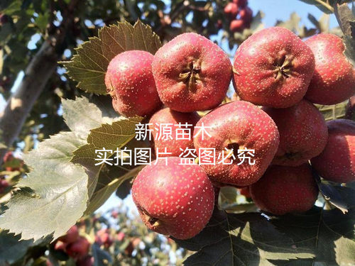 嫁接美国巨型山楂树苗晚熟特大果无籽甜山楂苗南北方当年结果树苗 - 图3