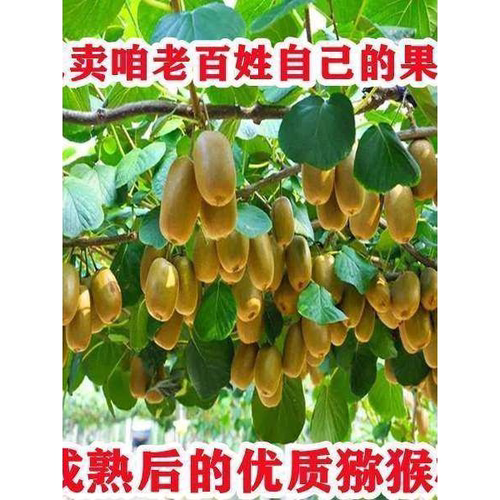 超甜猕猴桃树苗公母同株明年结果盆栽阳台地栽庭院爬藤南北方种植 - 图1