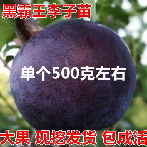 黑霸王李子苗特大晚熟李树果苗嫁接脆甜离核南方北方种植庭院盆栽 - 图0