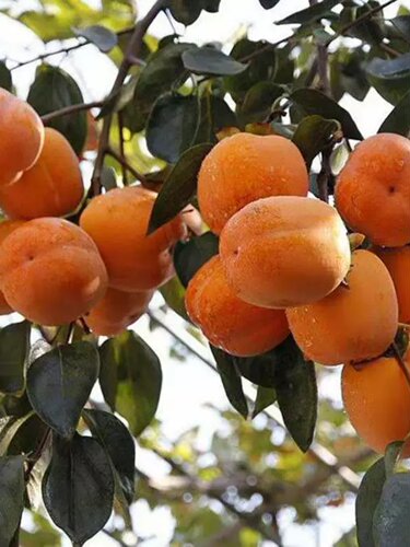 日本斤柿子树苗特大柿子树苗嫁接柿子树苗南方北方种植当年结果苗 - 图1