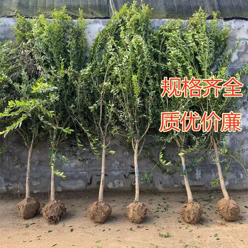 石榴树树苗突尼斯软籽石榴特大庭院果树南方北方盆栽地栽石榴果苗 - 图0