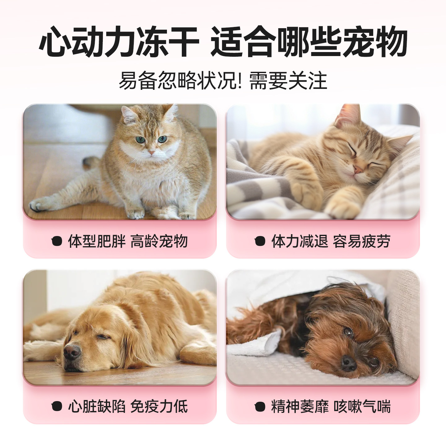 柒哦狗狗冻干狗零食心助力宠物猫呵护心脏小型犬老年犬水解牛心粉,淘宝优惠券,粉丝福利购,淘宝优惠卷