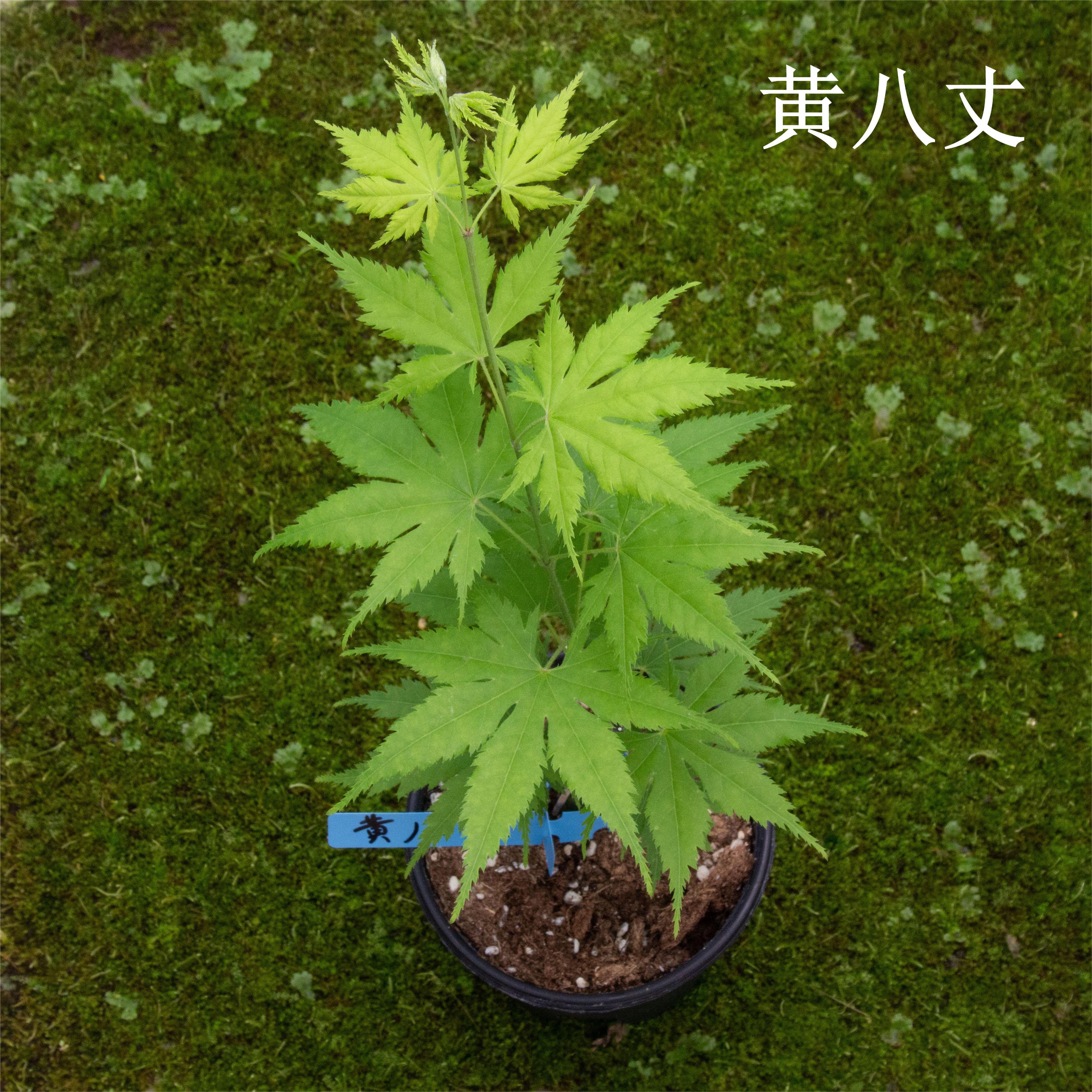 黄八丈大红叶系山鸡爪槭 0.5加仑枫树盆栽日式景观绿植物阳台客厅 - 图3