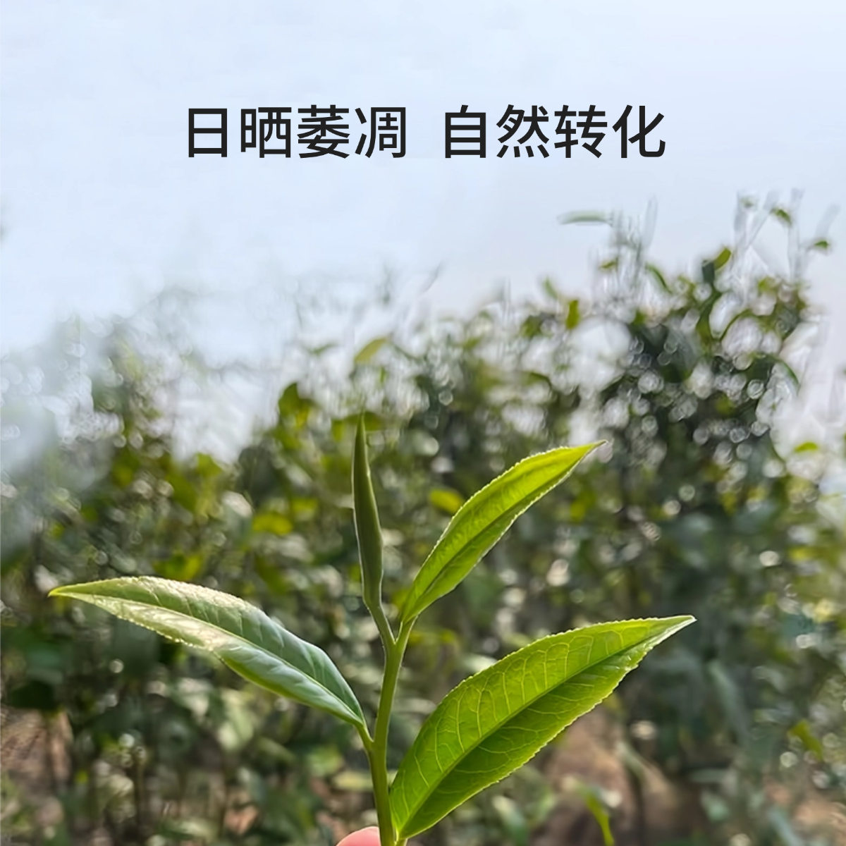 2018年高冷大树云南古树日晒白茶龙珠高山花香蜜香茶汤甜 100g/罐,淘宝优惠券,粉丝福利购,淘宝优惠卷