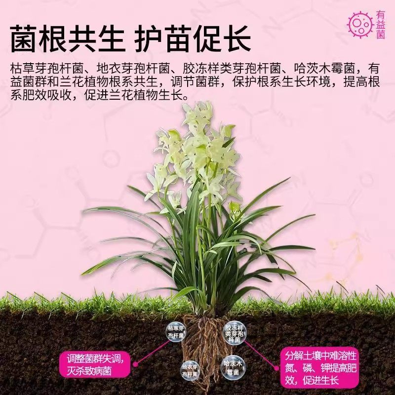 植物活菌粉兰花专用微生物菌剂养根壮根防烂根正品有益菌养花高效,淘宝优惠券,粉丝福利购,淘宝优惠卷