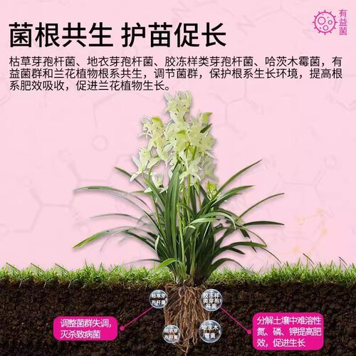 植物活菌粉兰花专用微生物菌剂养根壮根防烂根正品有益菌养花高效 - 图1