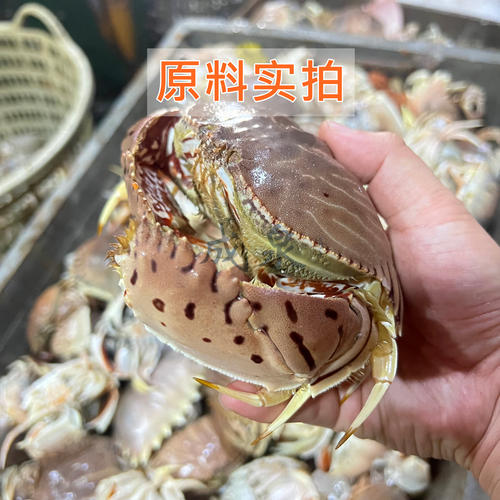 全规格商用元宝蟹钳面包蟹钳蟹脚蟹腿新鲜冷冻水产餐饮批发有冰衣 - 图2