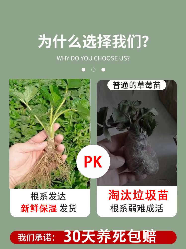 草莓秧苗草莓苗批发四季结果奶油牛奶穴盘苗幼苗种苗果苗盆栽苗子 - 图0