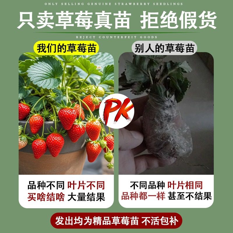 草莓苗秧四季结果盆栽种子穴盘苗奶油特大号优质玄玉红颜隋珠,淘宝优惠券,粉丝福利购,淘宝优惠卷