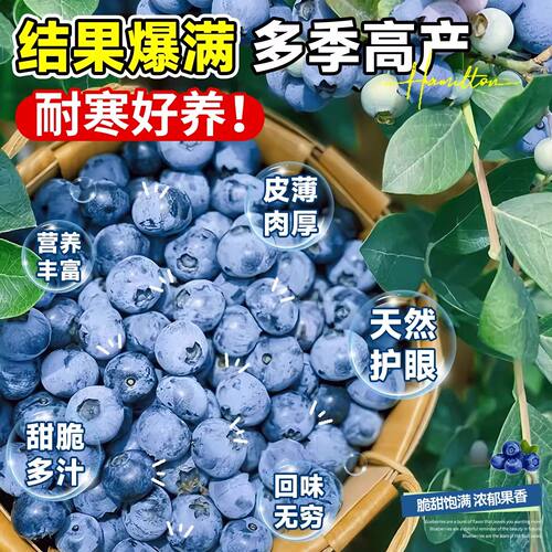 蓝莓树果苗盆栽蓝梅苗特大号带果室内阳台地栽耐寒南北方四季结果 - 图1