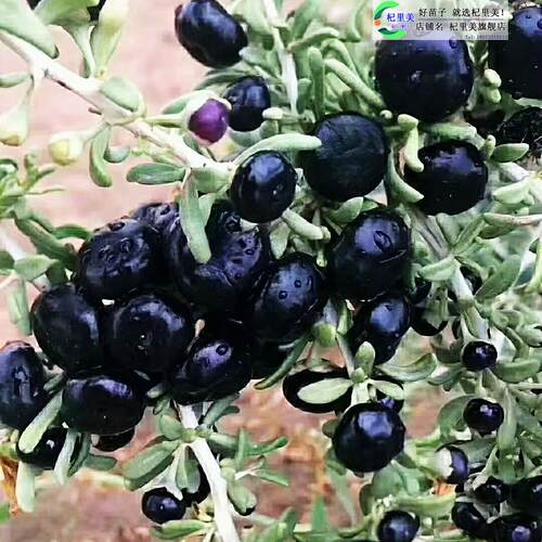 黑枸杞红枸杞树苗盆栽食用南北方地栽盆栽水果黄枸杞当年结果树苗 - 图0