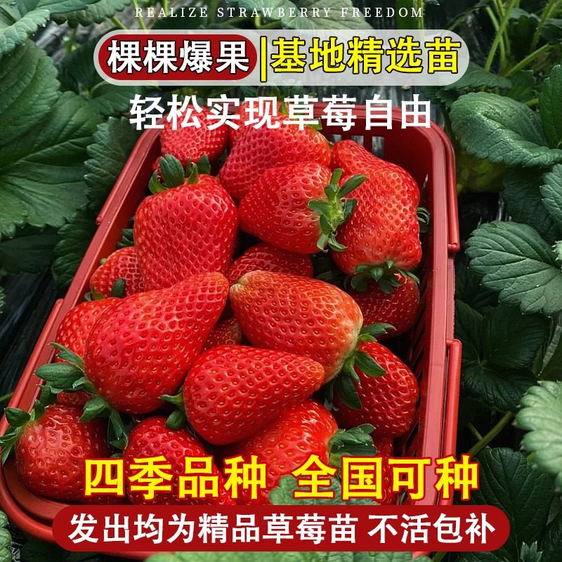 草莓苗秧四季结果盆栽种子穴盘苗奶油特大号优质玄玉红颜隋珠,淘宝优惠券,粉丝福利购,淘宝优惠卷