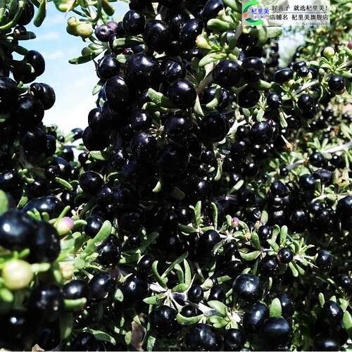 黑枸杞红枸杞树苗盆栽食用南北方地栽盆栽水果黄枸杞当年结果树苗 - 图2