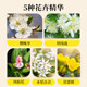 Bach flower essence rescue ສີດສຸກເສີນບັນເທົາຄວາມກັງວົນ, ຄວາມກົດດັນແລະສະຖຽນລະພາບອາລົມ