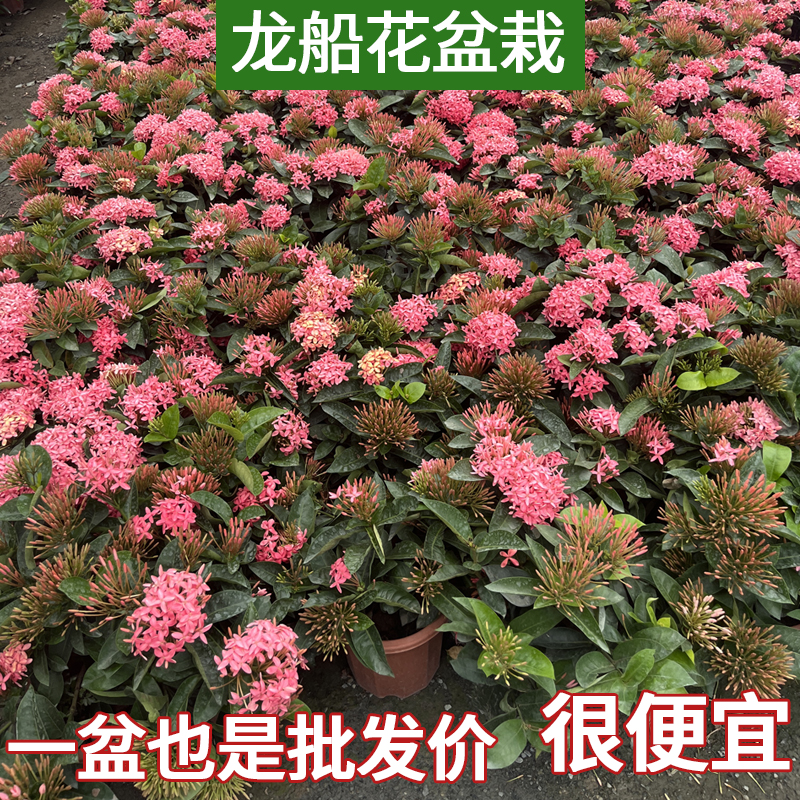 龙船花盆栽 花卉绿植四季开花室内阳台庭院绣球花苗 好养耐热植物