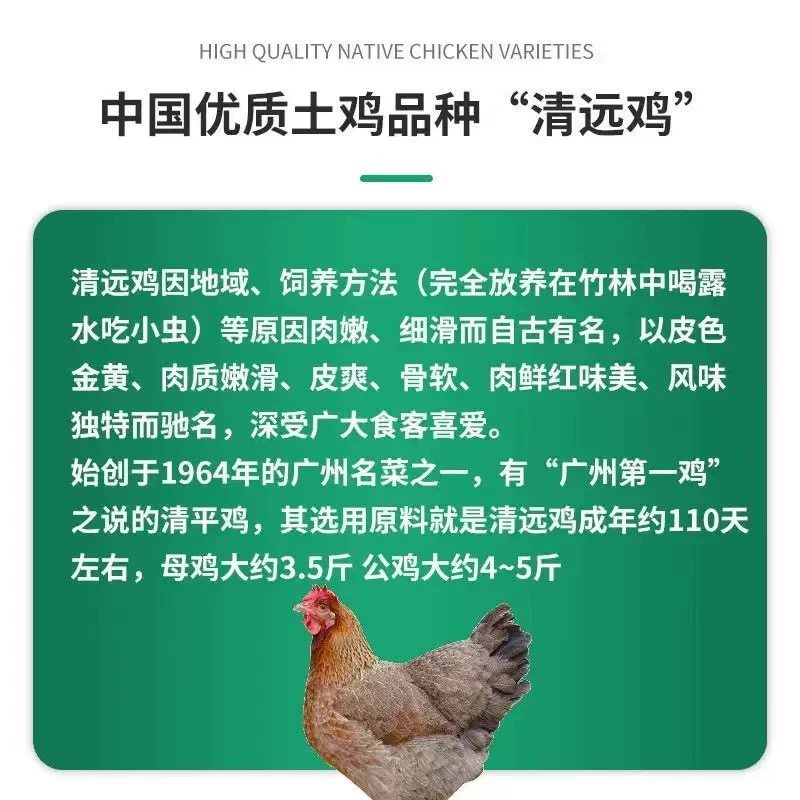 半大散养笨鸡散养土鸡青脚鸡麻羽鸡绿壳蛋鸡五黑鸡芦花鸡纯种 - 图0
