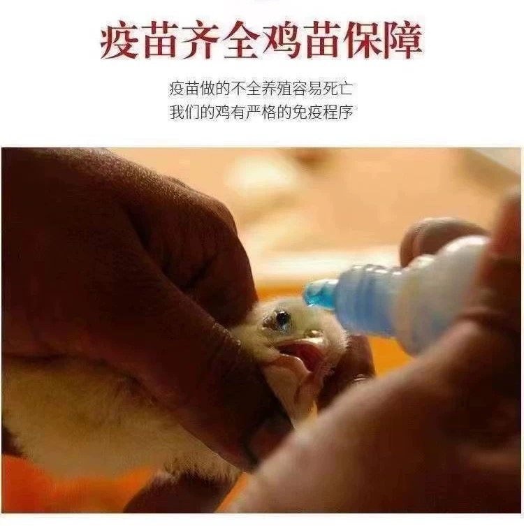 半大散养笨鸡散养土鸡青脚鸡麻羽鸡绿壳蛋鸡五黑鸡芦花鸡纯种 - 图1