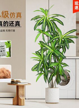 北欧大型真绿植巴西木高端轻奢室内客厅摆设真盆栽植物红铁树