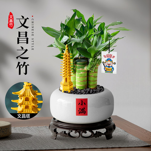 文昌竹室内桌面绿植富贵竹小盆栽水培文昌竹办公书房植物摆件四季 - 图0