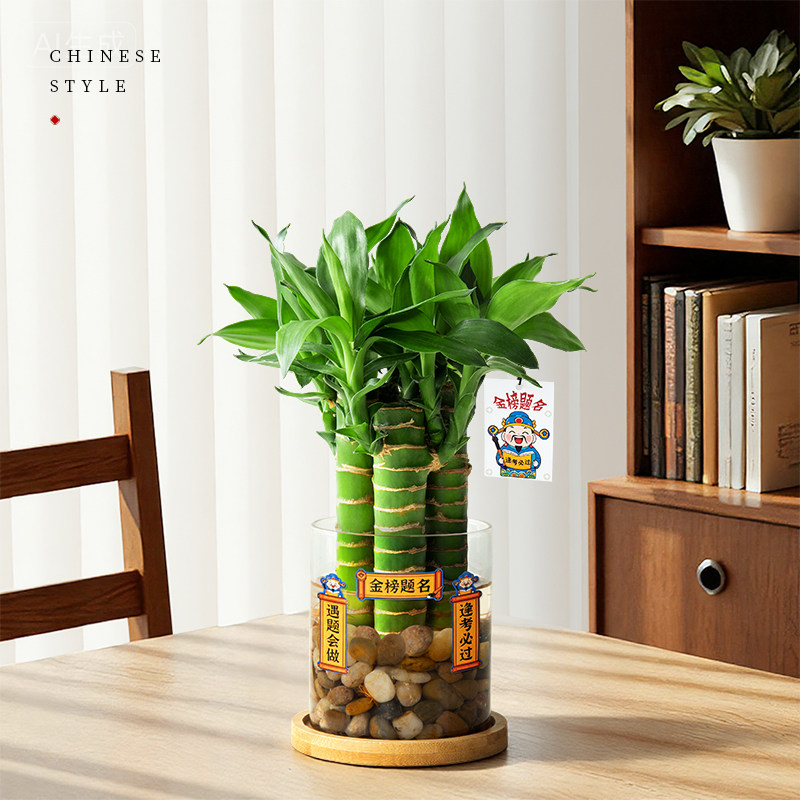 水培文昌竹4支金榜题名植物小盆栽高考书桌绿植室内桌面水养易活,淘宝优惠券,粉丝福利购,淘宝优惠卷
