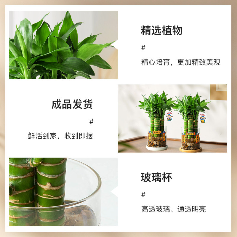 水培文昌竹4支金榜题名植物小盆栽高考书桌绿植室内桌面水养易活,淘宝优惠券,粉丝福利购,淘宝优惠卷