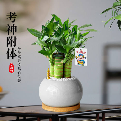 文昌竹室内桌面绿植富贵竹小盆栽水培文昌竹办公书房植物摆件四季 - 图1
