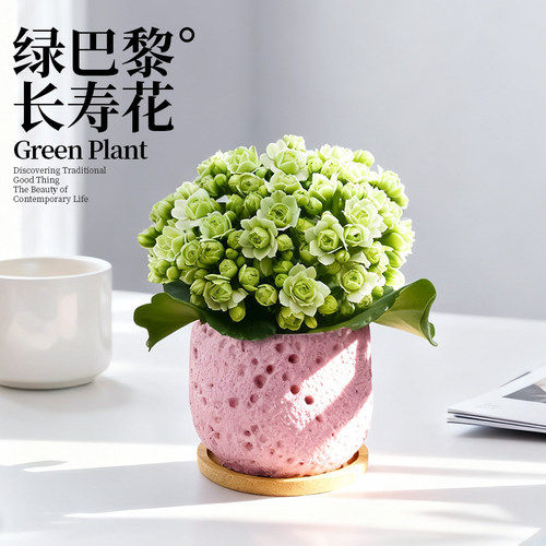 绿巴黎长寿花多肉盆栽室内客厅重瓣花卉植物办公室桌面绿植好养活 - 图1